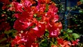 Red bougainvillea flower Royalty Free Stock Photo